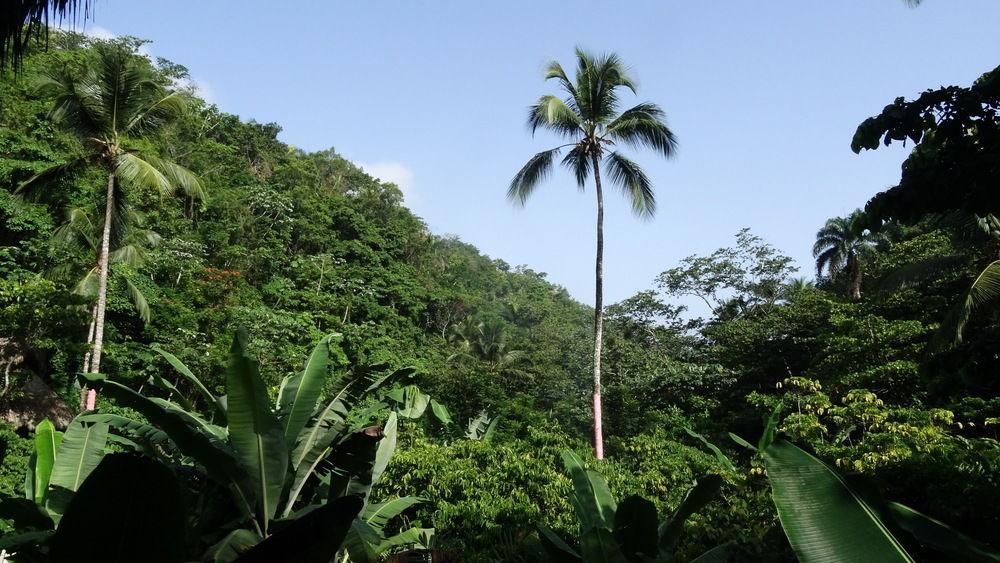Dominican Tree House Village Santa Barbara De Samana Dış mekan fotoğraf